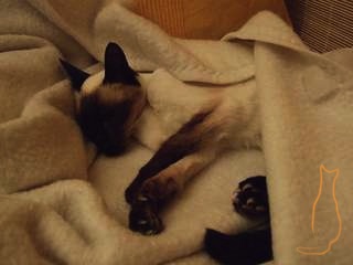 Tierärztliche Praxis für Katzenmedizin und Verhaltensmedizin