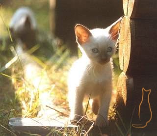 Tierärztliche Praxis für Katzenmedizin und Verhaltensmedizin