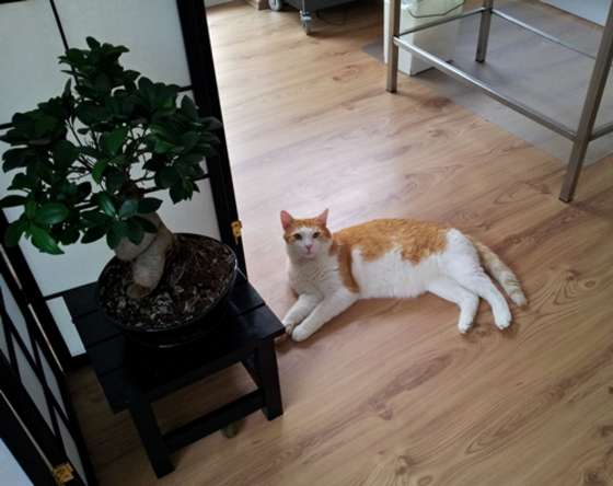 Tierärztliche Praxis für Katzenmedizin und Verhaltensmedizin