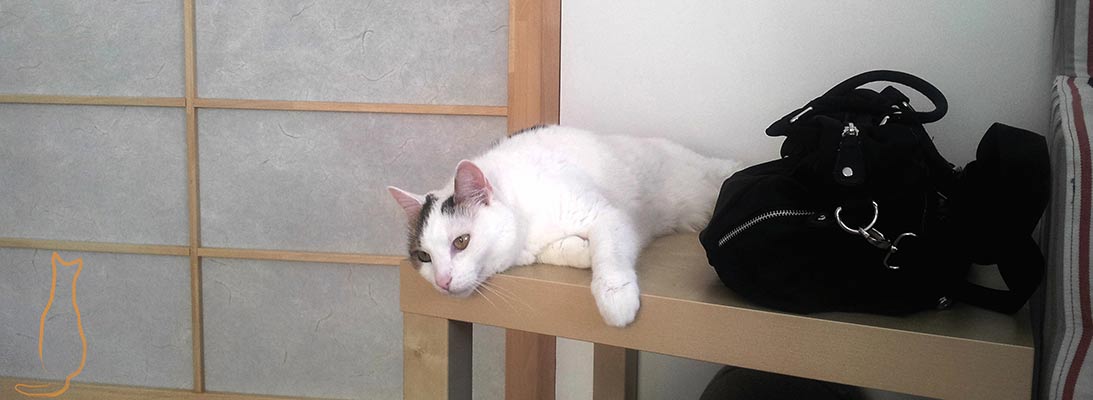 Tierärztliche Praxis für Katzenmedizin und Verhaltensmedizin