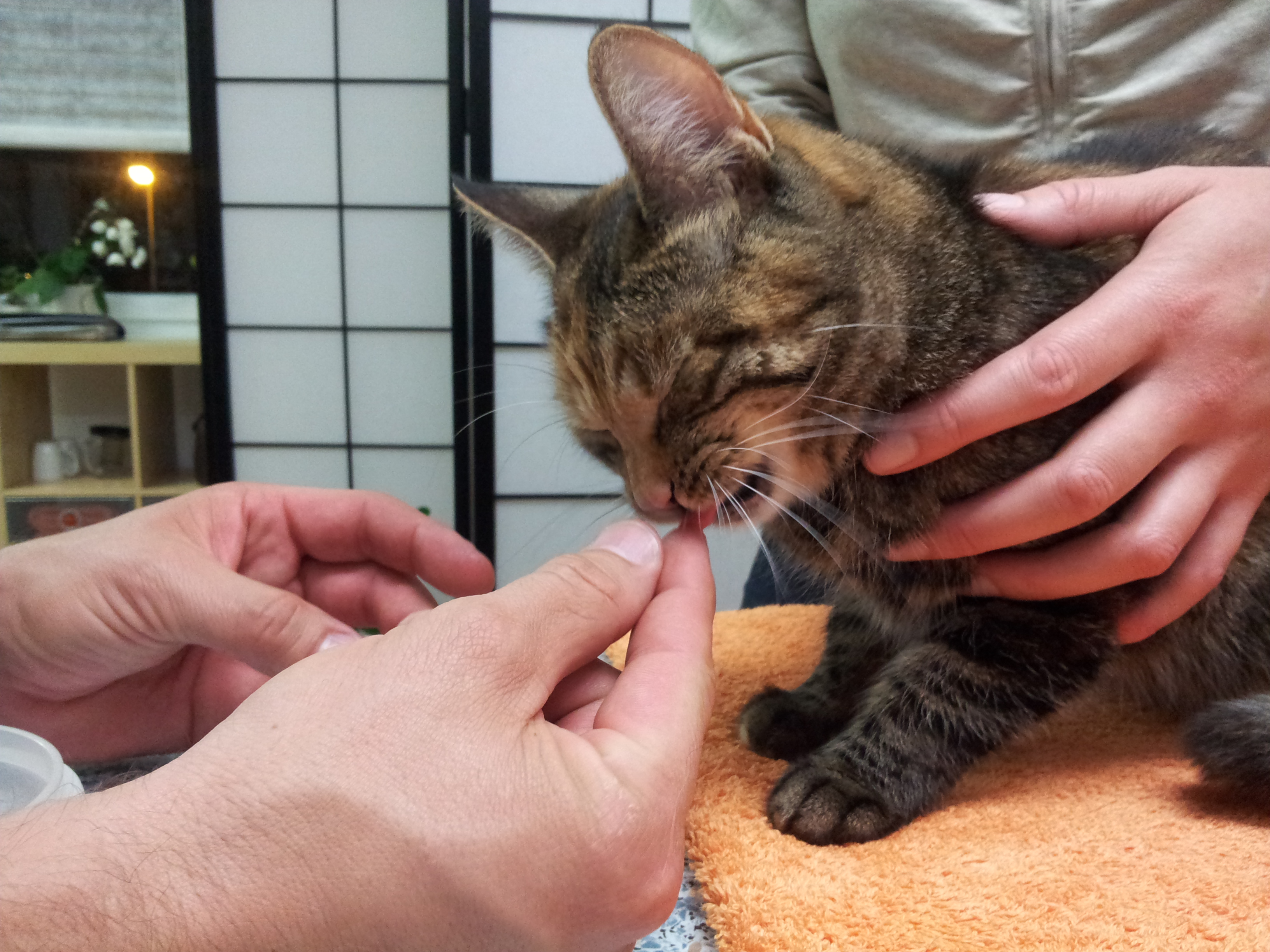 Tierärztliche Praxis für Katzenmedizin und Verhaltensmedizin