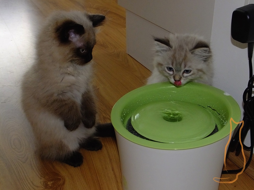 Tierärztliche Praxis für Katzenmedizin und Verhaltensmedizin