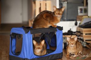 Katzen Transportbox Stoff