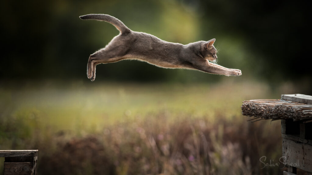 Flying Supercat

